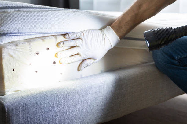 Best Insect Control  in Mission Bend, TX